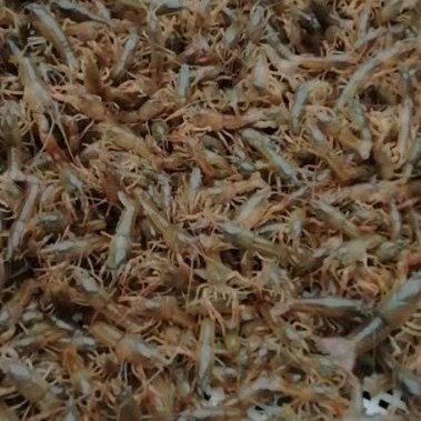 内江 虾苗