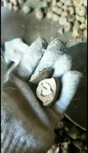 岑溪市益肾子，风流果，批量出售，新果肉靓，肉果93%以上。