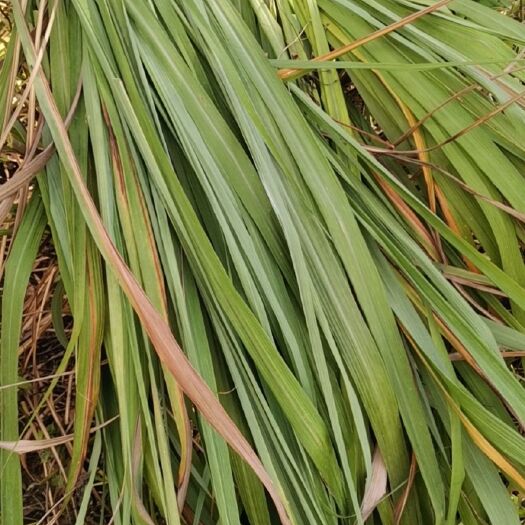 金平县柠檬香茅草