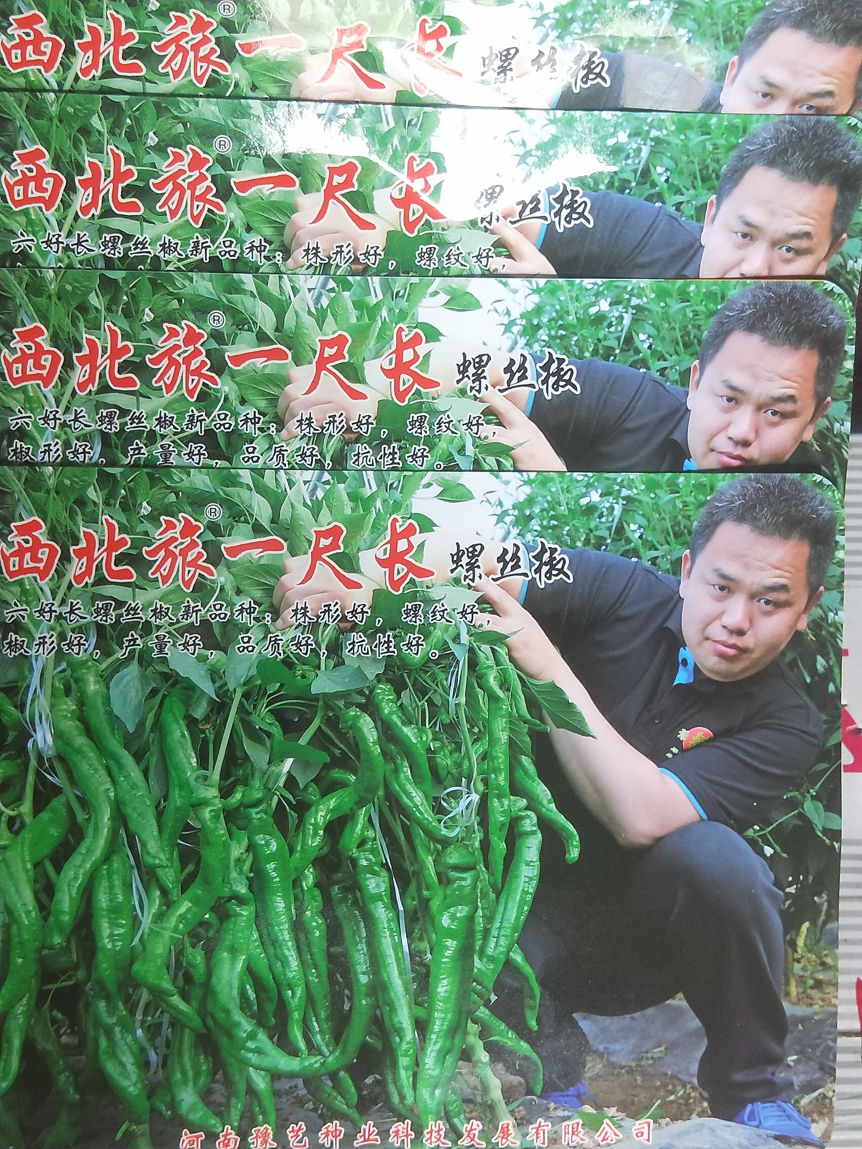 夏邑县螺丝椒种子  产量高，辣味浓香，卖相好