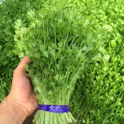 芹苗  香芹苗