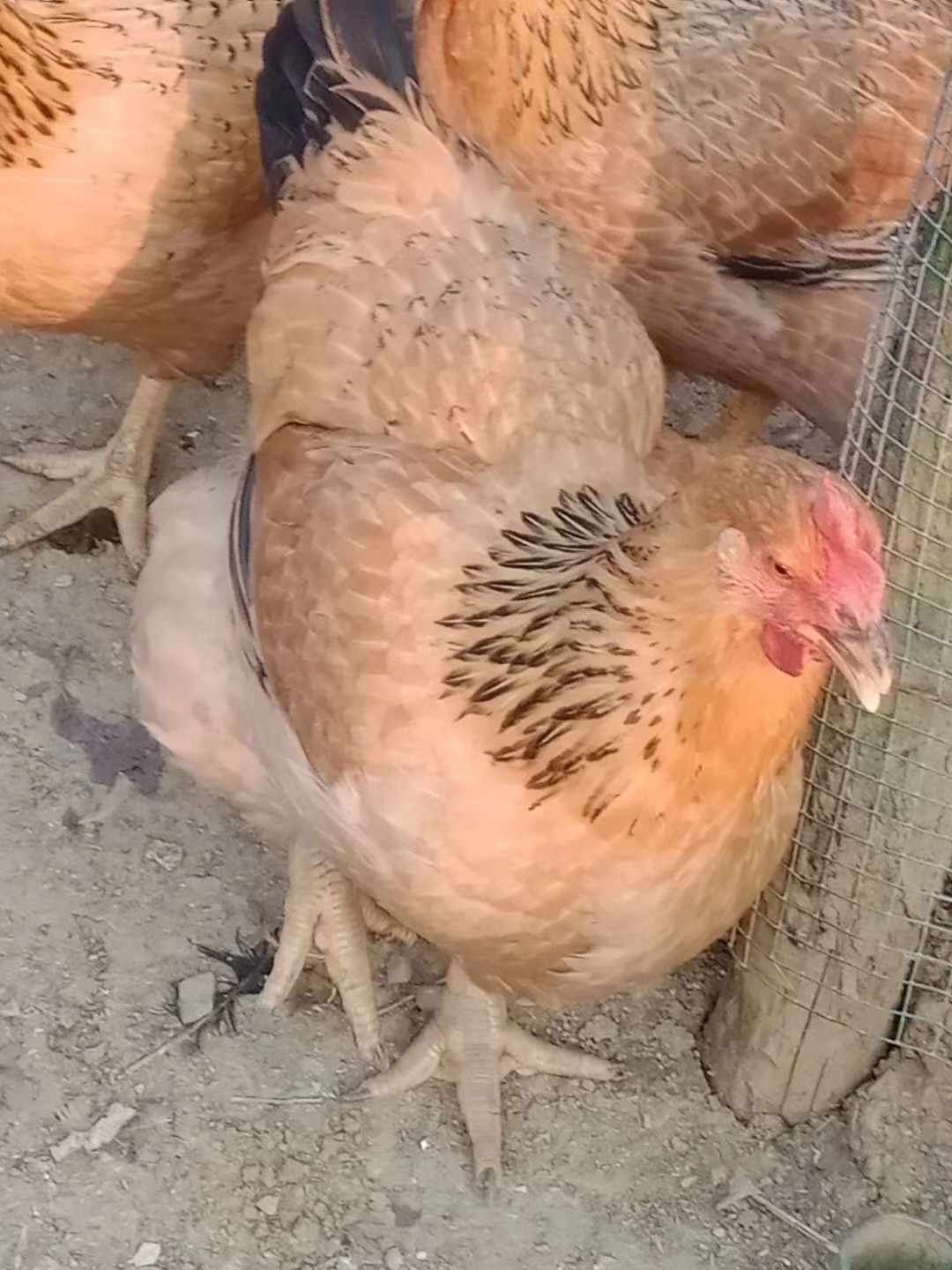 土杂鸡 阳山麻黄鳮:扇鳮.量大从优.