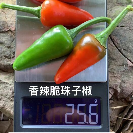南宁新一代辣椒  辣椒 香 辣 脆 红色 青色