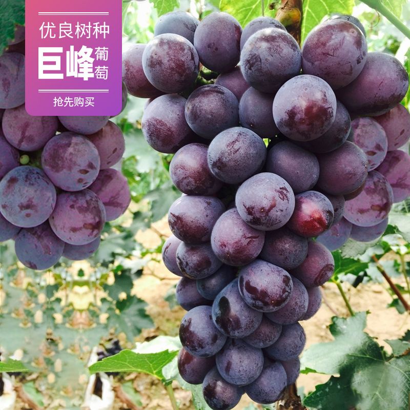 红宝石葡萄苗  河北大丰收苗木基地，基地直发，现挖现卖，