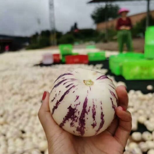 石林县 石林人参果 圆果人参果