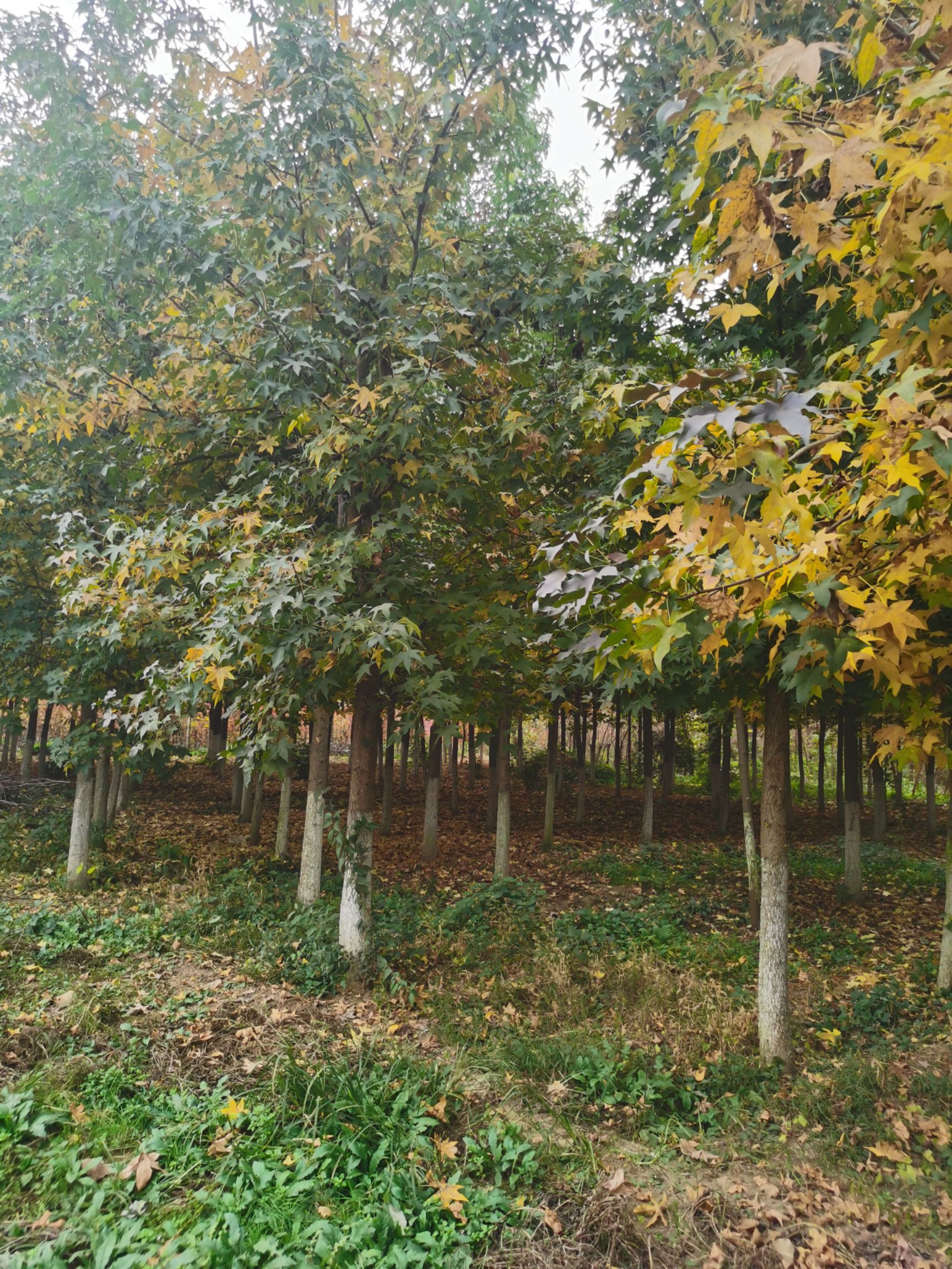 批发北美枫香1一20公分