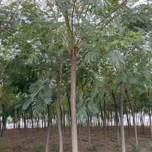 唐河县银合欢  8-15公分合欢树2000棵货源
