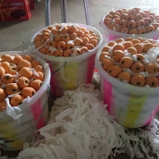 米易县早钟6号枇杷 