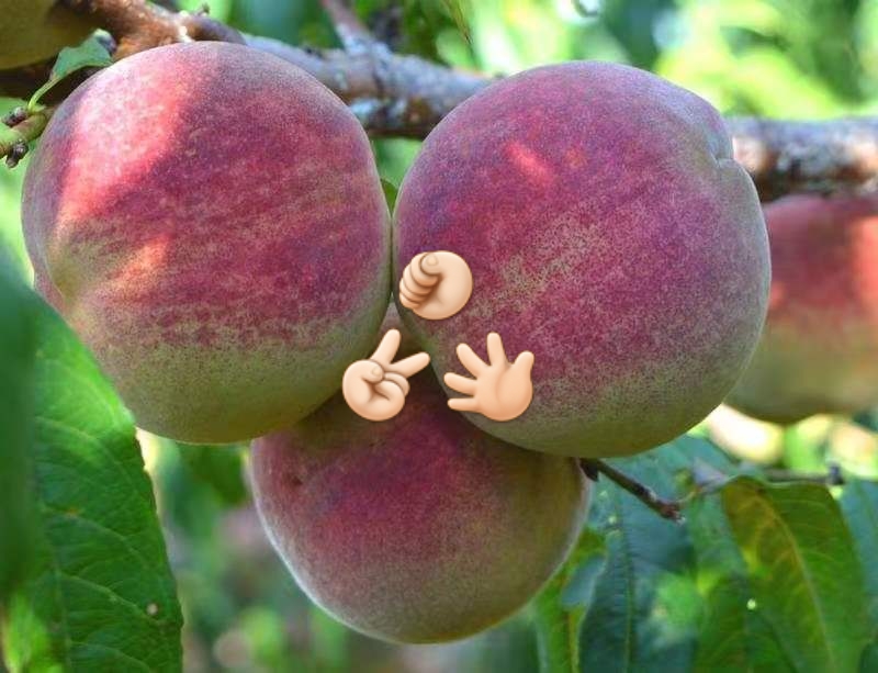 云南大理特产冬桃新鲜水果桃子脆桃毛桃密桃现摘发货的水果