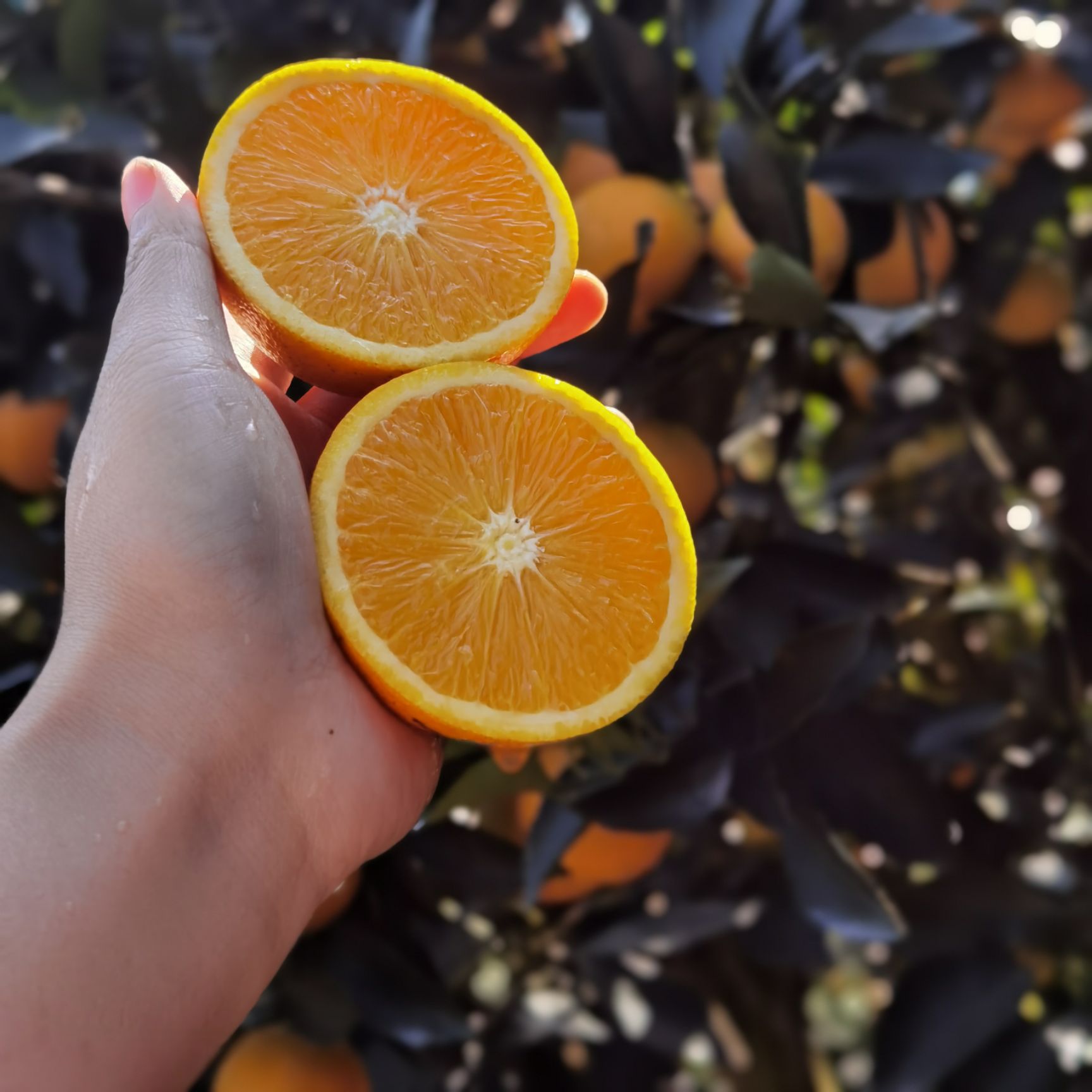  正宗黔阳冰糖橙 皮薄肉厚 清甜可口  应季水果 超甜