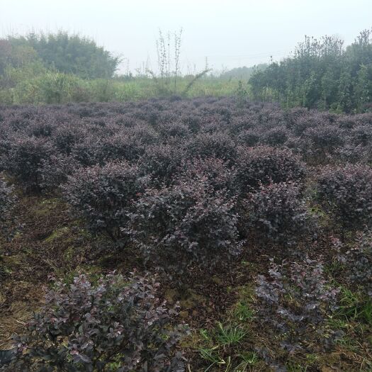 咸宁双面红 红花檵木