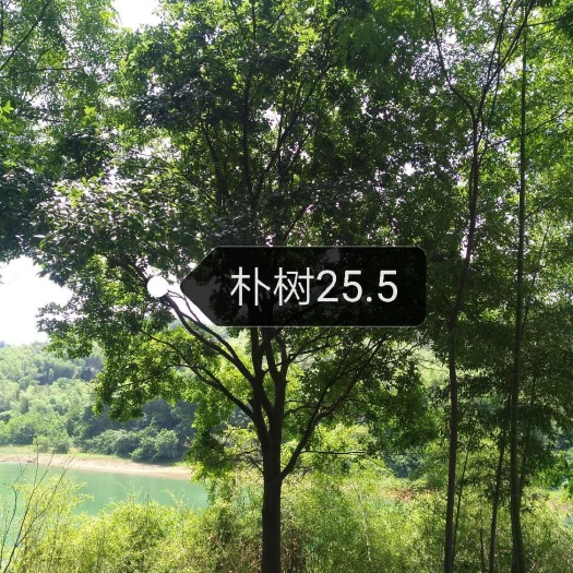 咸宁朴树