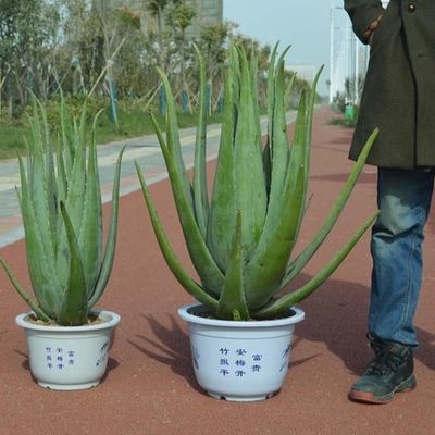 滑县库拉索芦荟 安阳滑县平行种业库拉索