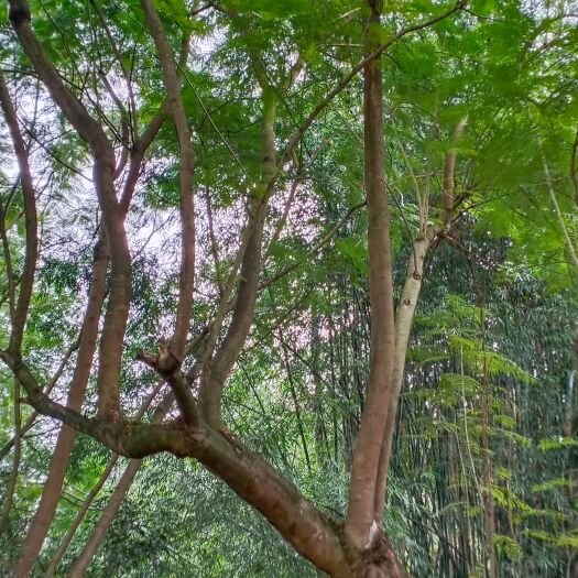宜宾斜飘蓝花楹32公分
