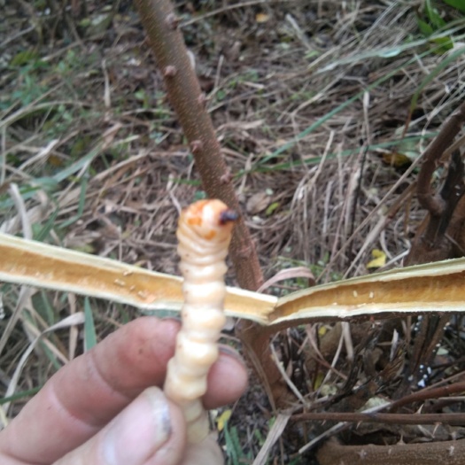 全州县 斗米虫