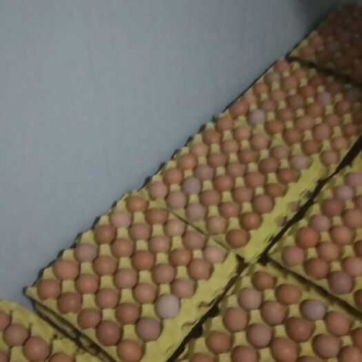 礼县红皮鸡蛋  新鲜鸡蛋，鸡厂直供，有意者联系！