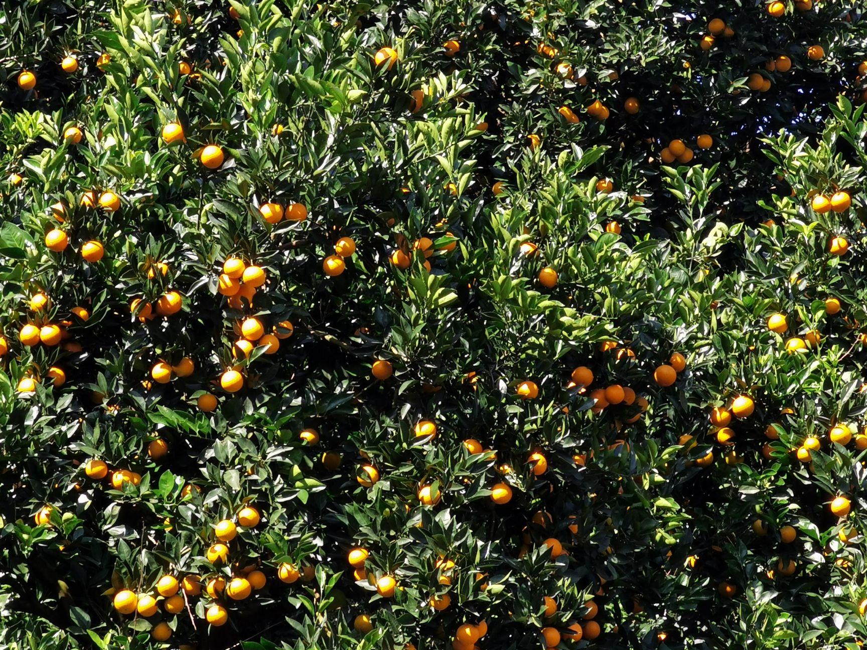  正宗黔阳冰糖橙 皮薄肉厚 清甜可口  应季水果 超甜