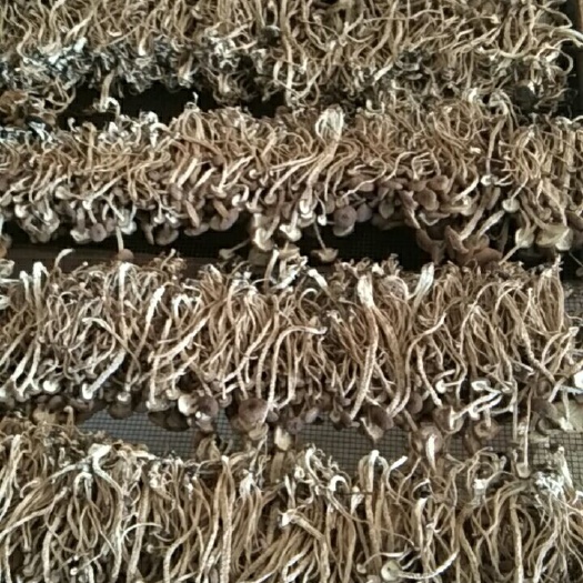 广昌县野生茶树菇 江西茶树菇