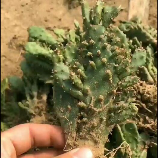 平邑县千手观音仙人掌多肉植物江湖摆地摊新模式最火爆的产品