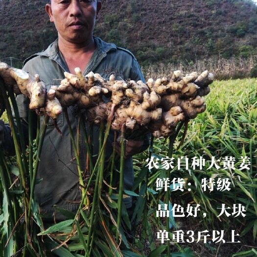 南丹县广西南丹县大黄姜小黄姜本地姜产地直销可实地考察