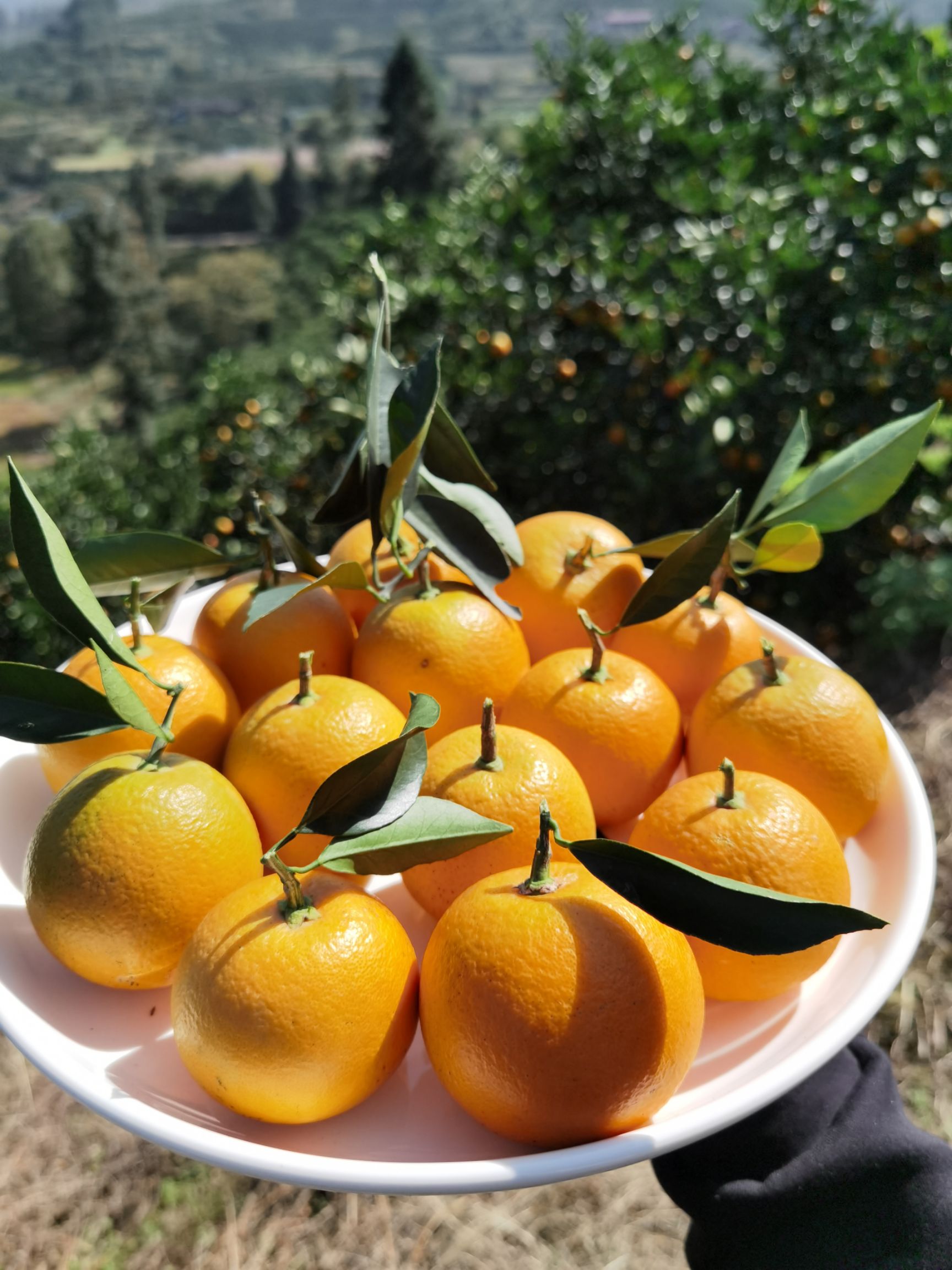  正宗黔阳冰糖橙 皮薄肉厚 清甜可口  应季水果 超甜