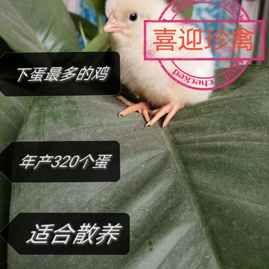 佛山海兰灰蛋鸡苗  海兰灰多蛋鸡苗，多蛋鸡年产320个蛋，适合果园散养也可以笼养