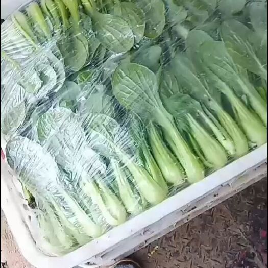 南通上海青 江苏省南通市通州区 10~15cm