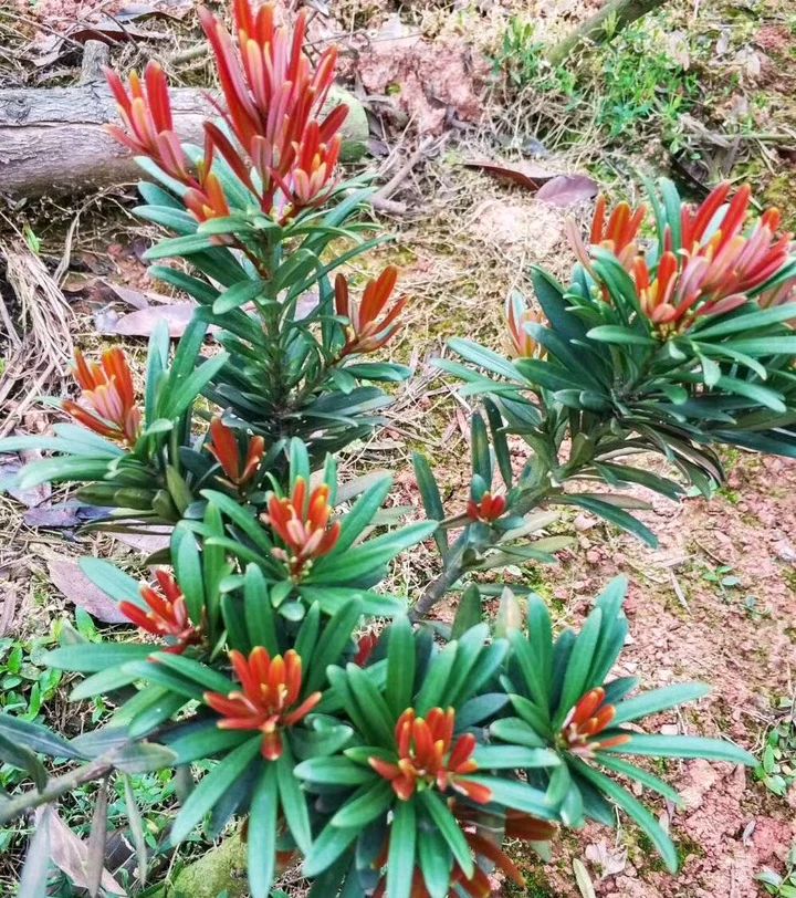 金鉆罗汉松  金丝红芽 罗汉松苗 四季红芽真趣罗汉松