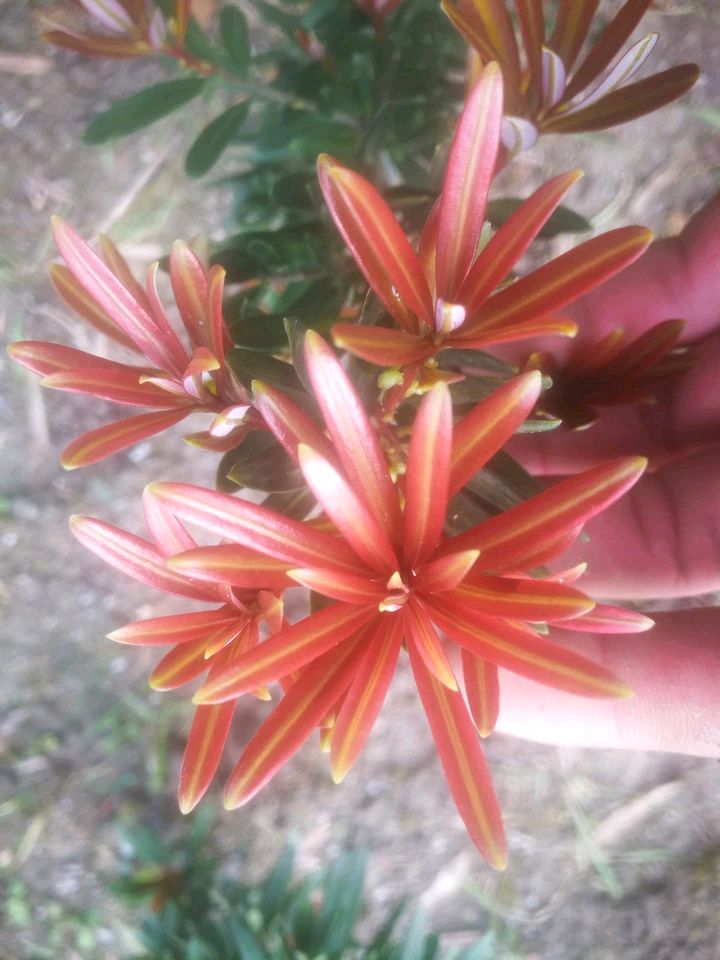 金鉆罗汉松  金丝红芽 罗汉松苗 四季红芽真趣罗汉松