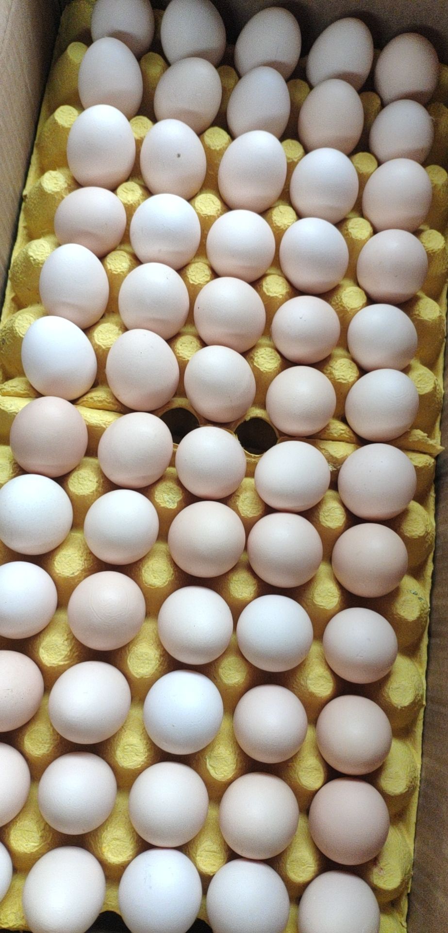 [粉壳蛋批发]土鸡蛋草鸡蛋价格45元/斤 