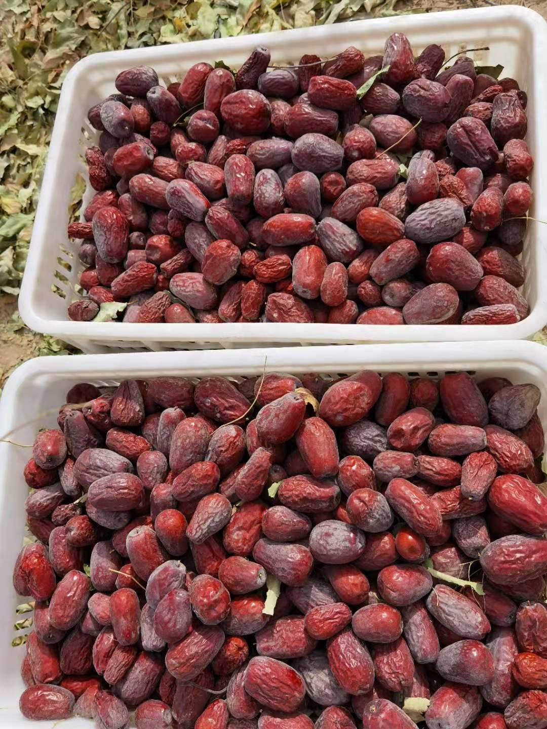 新疆红枣  新疆和田俊枣，自己家种植的