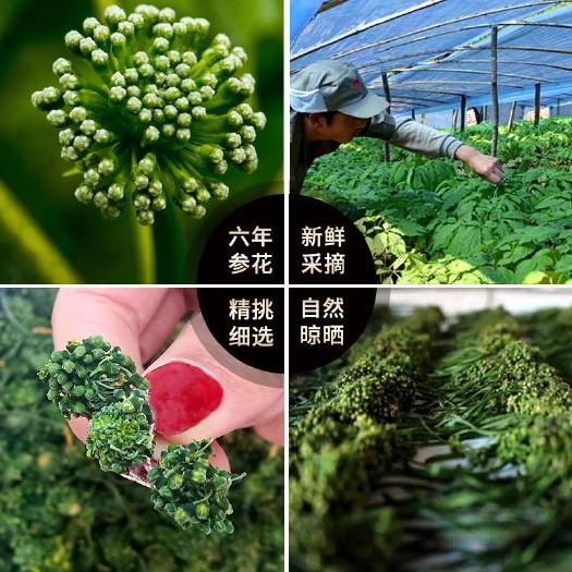 抚松县西洋参花，优质东北长白山纯正一级西洋参花 6年龄