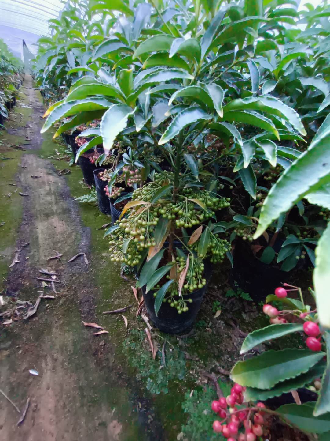 富贵籽盆栽 福建种植批发基地