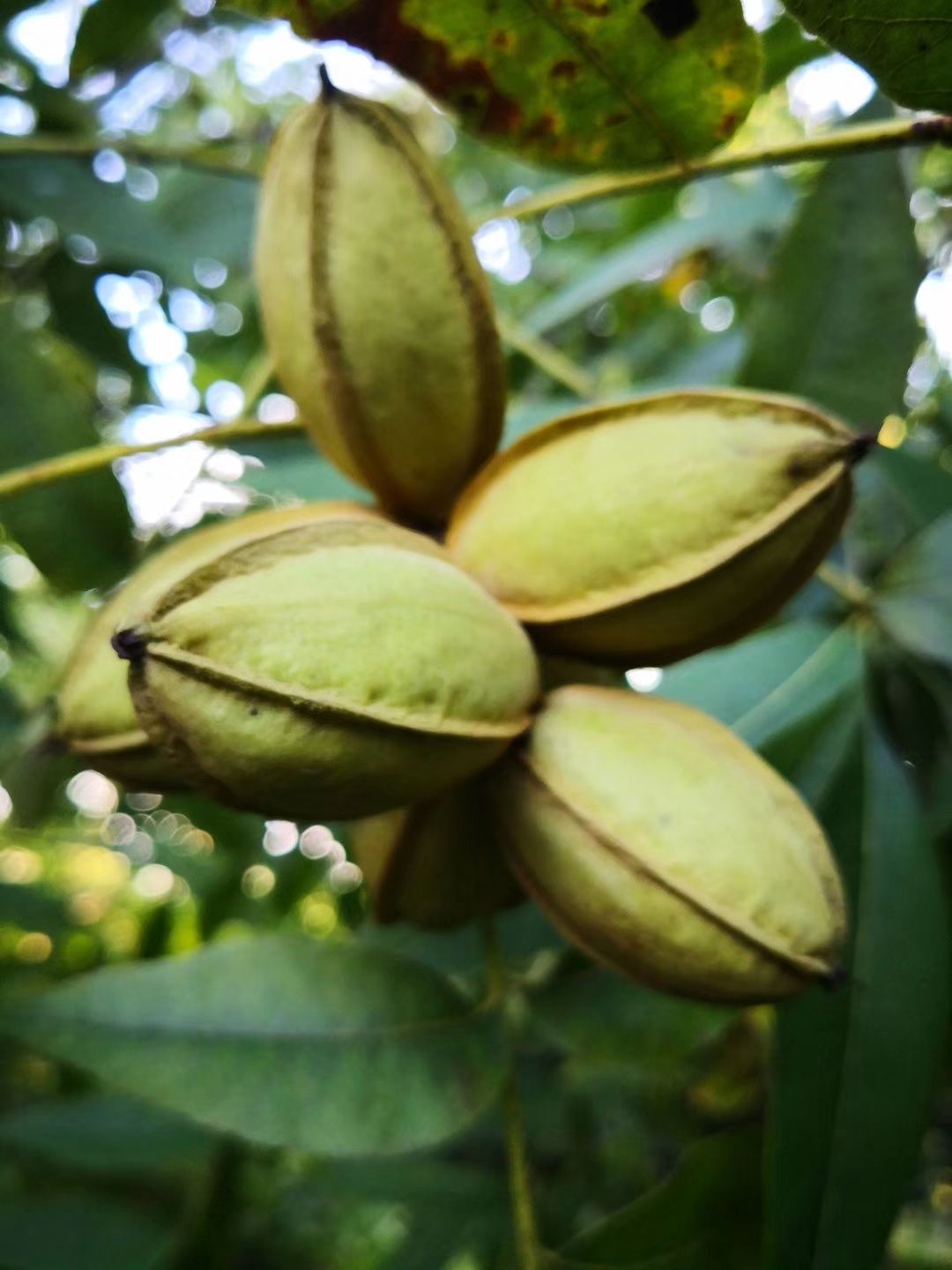 碧根果鲜果