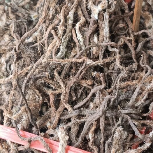 玉林白毛蛇  中草药白毛根石奇中药材阴石蕨石蚕老鼠尾白毛骨碎补5