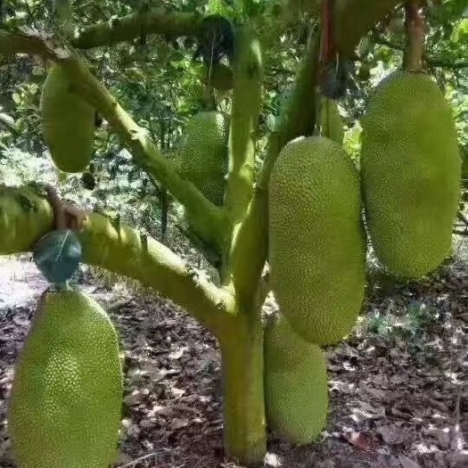 儋州市海南菠萝蜜  菠萝蜜海南当季一整个菠萝蜜新鲜水果包邮木菠萝20斤-30斤菠
