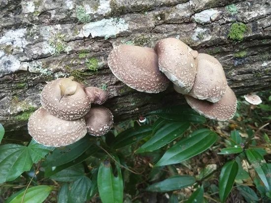 南平香菇菌种  椴木香菇原种二级种子食用菌种苗优质高产