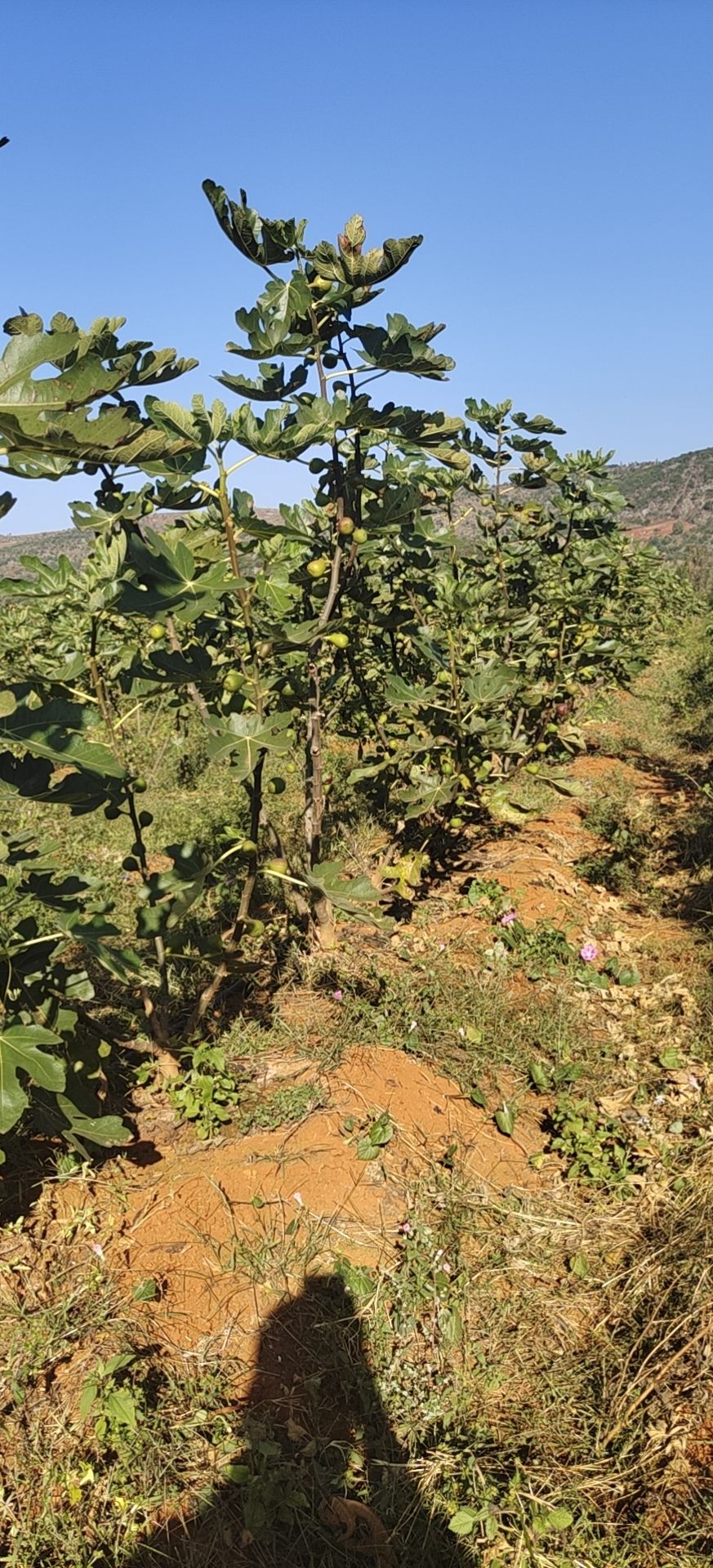 波姬红无花果 无花代办，产地直发，质量保证每天都可以发货