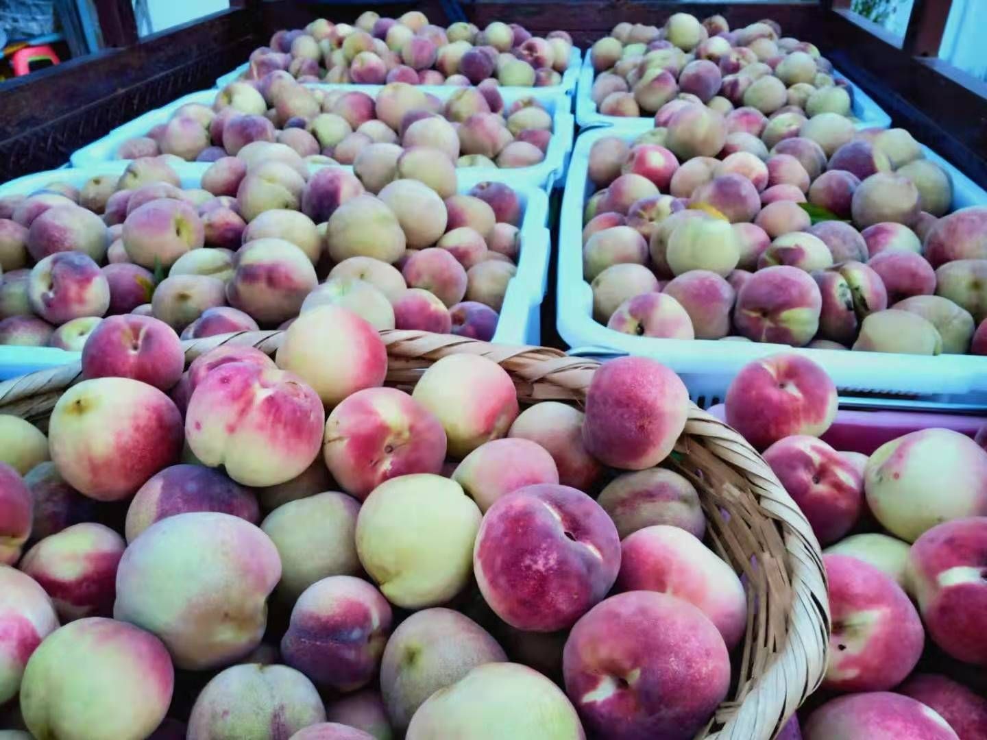 云南大理特产冬桃新鲜水果桃子脆桃毛桃密桃现摘发货的水果