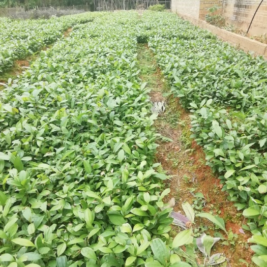 桂平市肉桂苗  有大量玉桂苗供应，1至3年苗