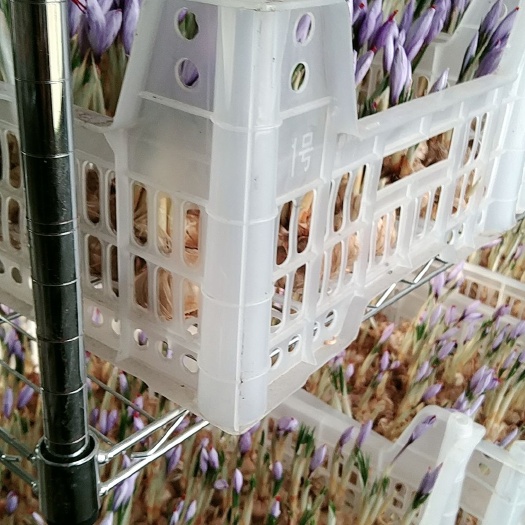 扬州藏红花花丝  藏红花