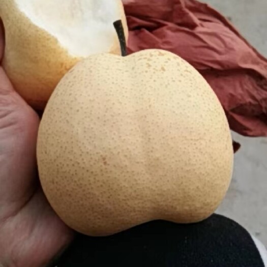 蒲城县蒲城酥梨  三两半以上，上不封顶
