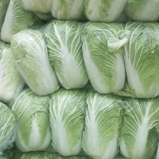 汝州市青杂三号白菜  青杂三号，大量供应！
