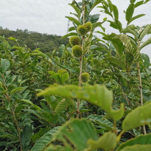 确山县油栗苗 优质嫁接板栗苗   板栗实生苗