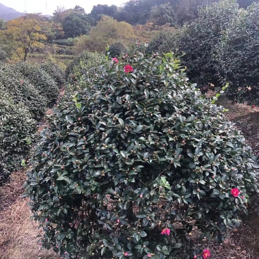 咸宁 茶梅求