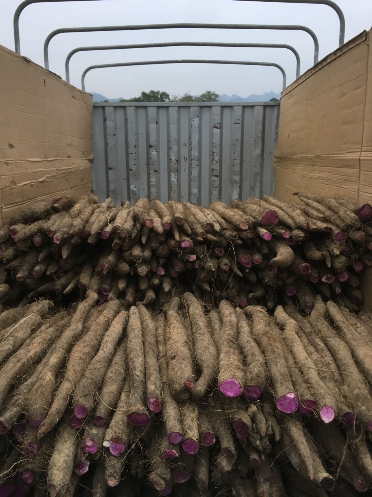 紫玉淮山山药  紫淮山药货供应