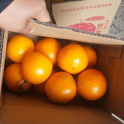 脐橙