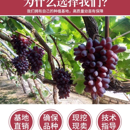 晋州市红宝石葡萄苗  河北大丰收苗木基地，基地直发，现挖现卖，