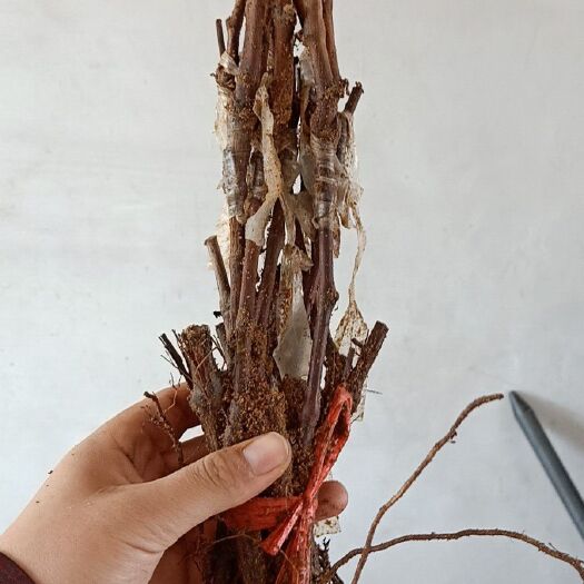 绥中县澳洲无籽红提苗 深红无籽