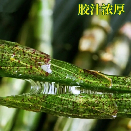 龙门霍山铁皮石斛2-3 ‘年鲜条2斤起批全国包邮‘